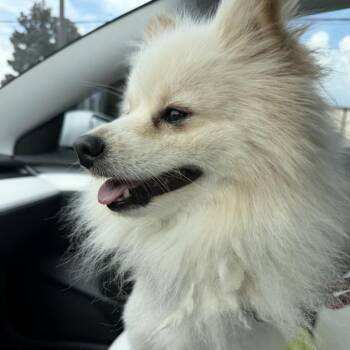 Olaf -  Pomeranian Dog for Adoption in Atlanta, Georgia - Olaf | PetCurious