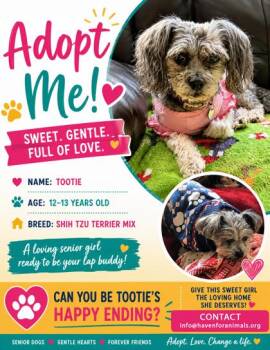 Tootie -  Terrier and Mixed Breed Dog for Adoption in Fairhope, Alabama - Tootie | PetCurious