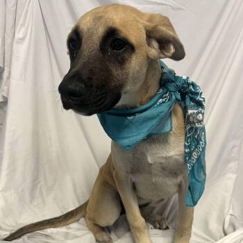 Bloom -  Mixed Breed Dog for Adoption in Canal Winchester, Ohio - Bloom | PetCurious