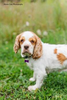 Tootsie -  Cocker Spaniel Dog for Adoption in Drumbo, Ontario - Tootsie | PetCurious