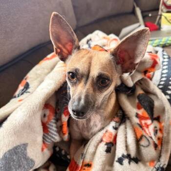 Terrier and Chihuahua Dogs Available for Adoption in Corpus Christi, Texas - Stevie | PetCurious