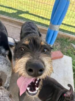 Rescue Mixed Breed Dogs for Adoption in Fort Collins, Colorado - Harbor | PetCurious