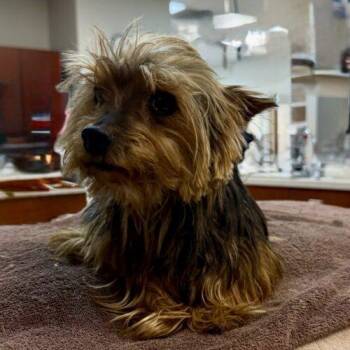 Yorkshire Terrier Dogs Available for Adoption in Broken Arrow, Oklahoma - Wrangler | PetCurious
