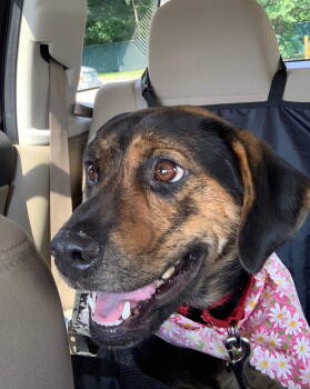 Rescue Shepherd Dogs for Adoption in Holbrook, New York - MADDIE (Bonded With Trey) | PetCurious