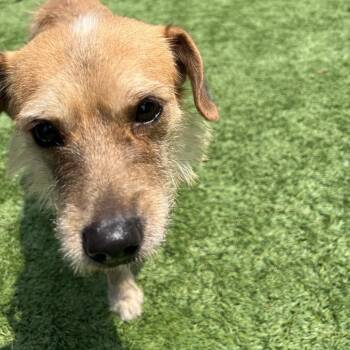 Desire -  Mixed Breed Dog for Adoption in Matteson, Illinois - Desire | PetCurious