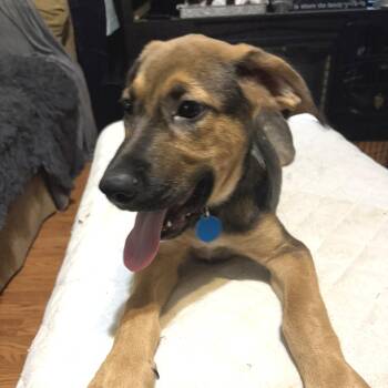 Zaphram -  Mixed Breed Dog for Adoption in Fredericksburg, Virginia - Zaphram | PetCurious
