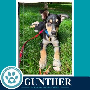 Gunther (Prost Pups) 100326 -  German Shepherd Dog Dog for Adoption in Kimberton, Pennsylvania - Gunther (Prost Pups) 100326 | PetCurious