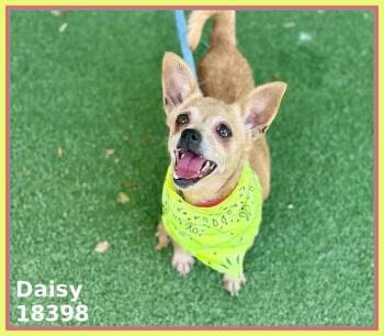 Chihuahua and Pomeranian Dogs Available for Adoption in Marietta, Georgia - DAISY | PetCurious