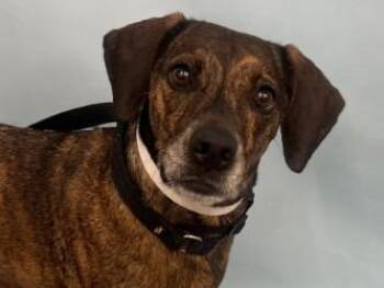 Bunny -  Plott Hound and Mixed Breed Dog for Adoption in Golden Valley, Minnesota - Bunny | PetCurious