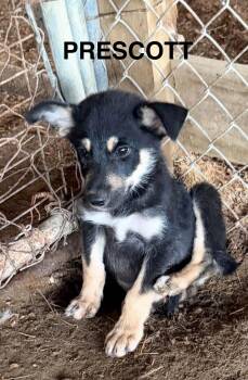 Prescott -  German Shepherd Dog Dog for Adoption in Sumter, South Carolina - Prescott | PetCurious