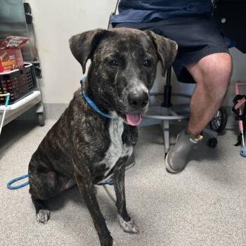 Mixed Breed Dogs Available for Adoption - Madi | PetCurious