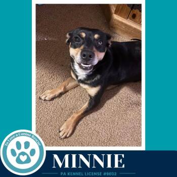 Chihuahua and Miniature Pinscher Dogs Available for Adoption in Kimberton, Pennsylvania - Minnie 050926 | PetCurious
