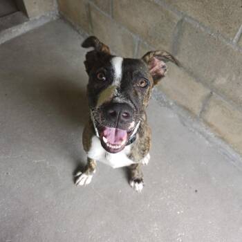 Boxer and Terrier Dogs Available for Adoption in Clearwater, Florida - Mando | PetCurious