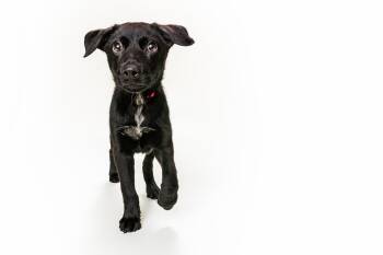 Rescue Border Collie and Black Labrador Retriever Dogs for Adoption in Raleigh, North Carolina - Tuna | PetCurious