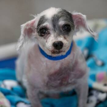 Rescue Poodle Dogs for Adoption in Peyton, Colorado - Turbo (OT25-145) | PetCurious