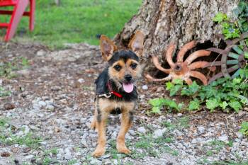 ZEUS -  Yorkshire Terrier Dog for Adoption in Humboldt, Tennessee - ZEUS | PetCurious