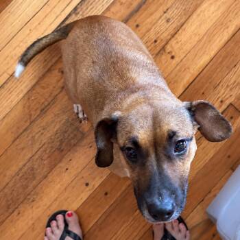Maude -  Beagle and Jack Russell Terrier Dog for Adoption in New Orleans, Louisiana - Maude | PetCurious