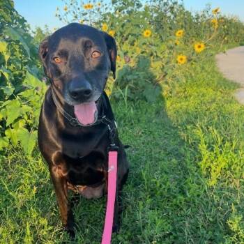 Gracie Soderstorm -  Black Labrador Retriever and Coonhound Dog for Adoption in Friendswood, Texas - Gracie Soderstorm | PetCurious