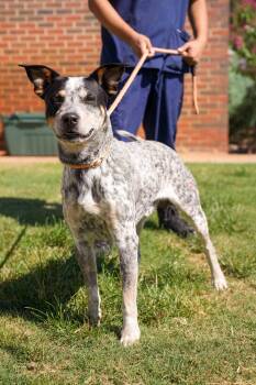 Rocky -  Australian Cattle Dog Blue Heeler Dog for Adoption in Stillwater, Oklahoma - Rocky | PetCurious