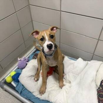 Zag -  Boxer and Mixed Breed Dog for Adoption - Zag | PetCurious