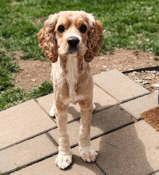 Cocker Spaniel Dogs Available for Adoption in Akron, Ohio - Bob | PetCurious