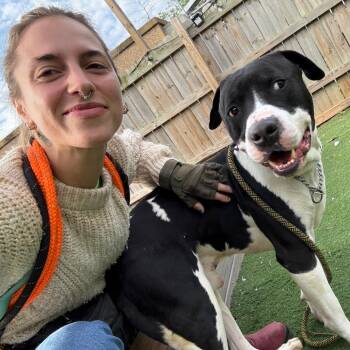 Terrier and Mixed Breed Dogs Available for Adoption in St. Louis, Missouri - Gustavo | PetCurious