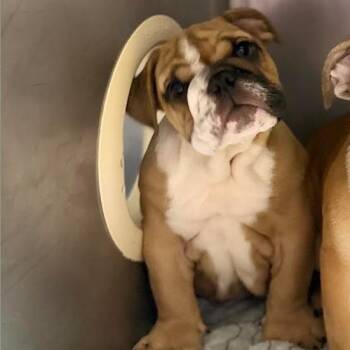 Meatball McGee -  English Bulldog Dog for Adoption in Northbrook, Illinois - Meatball McGee | PetCurious