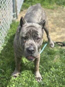 Kifaru -  Cane Corso Dog Available for Adoption in Stratham, New Hampshire - Kifaru | PetCurious