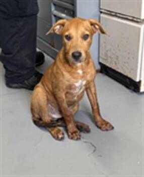 KNOX -  Labrador Retriever and Mixed Breed Dog for Adoption in Corpus Christi, Texas - KNOX | PetCurious