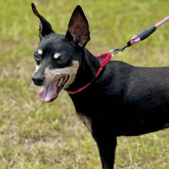 Miniature Pinscher and Mixed Breed Dogs Available for Adoption in Bradenton, Florida - Rocky | PetCurious