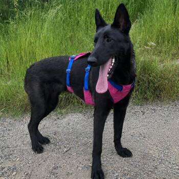 Merry -  Belgian Shepherd Malinois and German Shepherd Dog Dog for Adoption in Snoqualmie, Washington - Merry | PetCurious