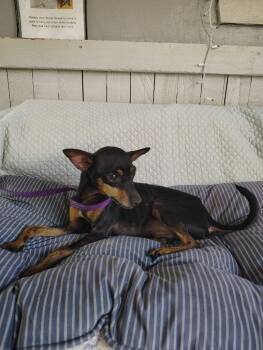 Bei -  Miniature Pinscher Dog for Adoption in Fort Worth, Texas - Bei | PetCurious