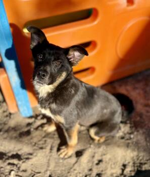 German Shepherd Dog and Australian Cattle Dog Blue Heeler Dogs Available for Adoption - Bruno | PetCurious