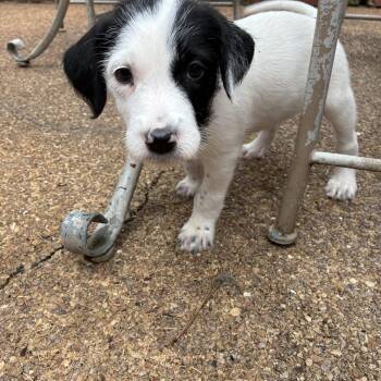 Victoria -  Jack Russell Terrier and Labrador Retriever Dog for Adoption - Victoria | PetCurious