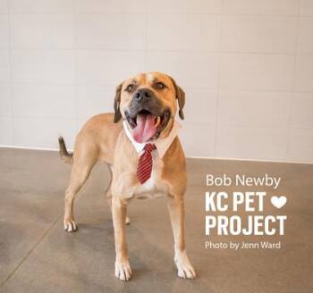 Bob Newby -  Mixed Breed Dog for Adoption in Kansas City, Missouri - Bob Newby | PetCurious