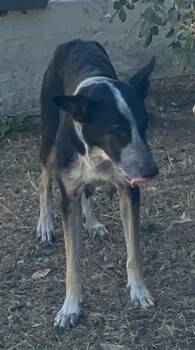 APPLE -  Mixed Breed Dog for Adoption in Dallas, Texas - APPLE | PetCurious