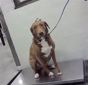 BLUE -  Labrador Retriever and Mixed Breed Dog for Adoption in Houston, Texas - BLUE | PetCurious
