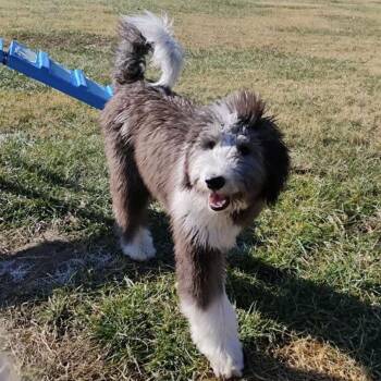 Rescue Sheep Dog and Poodle Dogs for Adoption in Wichita, Kansas - Theo | PetCurious
