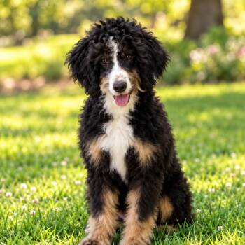 Pretty Girl -  Poodle and Bernese Mountain Dog Dog for Adoption in Arlington, Virginia - Pretty Girl | PetCurious