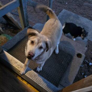 Husky Dogs Available for Adoption - Blue | PetCurious