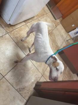 Strudel -  Hound and Mixed Breed Dog for Adoption in Cincinnati, Ohio - Strudel | PetCurious