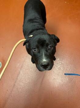 Rescue Mixed Breed Dogs for Adoption in Douglasville, Georgia - Phantom | PetCurious