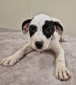 Gummy Bear -  Mixed Breed Dog for Adoption in Hamilton, Ohio - Gummy Bear | PetCurious