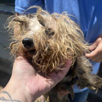 Shih Tzu Dogs Available for Adoption in West Plains, Missouri - Shorty | PetCurious