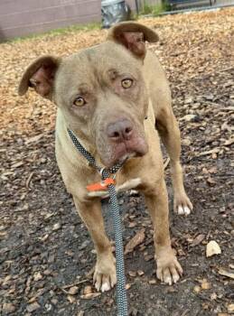 Mixed Breed Dogs Available for Adoption in Chamblee, Georgia - Marimba- IN FOSTER | PetCurious