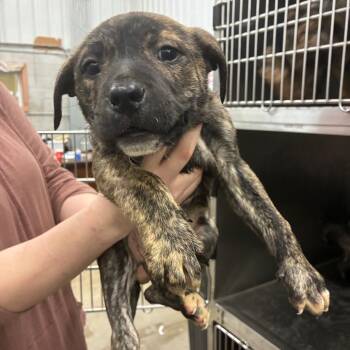 Mixed Breed Dogs Available for Adoption - Raven | PetCurious