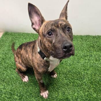 Pablo -  Mixed Breed Dog for Adoption in Columbia, Missouri - Pablo | PetCurious