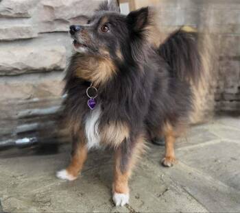 Pomeranian Dogs Available for Adoption - Peggy | PetCurious