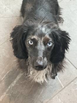 Rescue Miniature Dachshund Dogs for Adoption in Cookeville, Tennessee - Franklin Jones | PetCurious