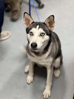Siberian Husky Dogs Available for Adoption - Elsa | PetCurious
